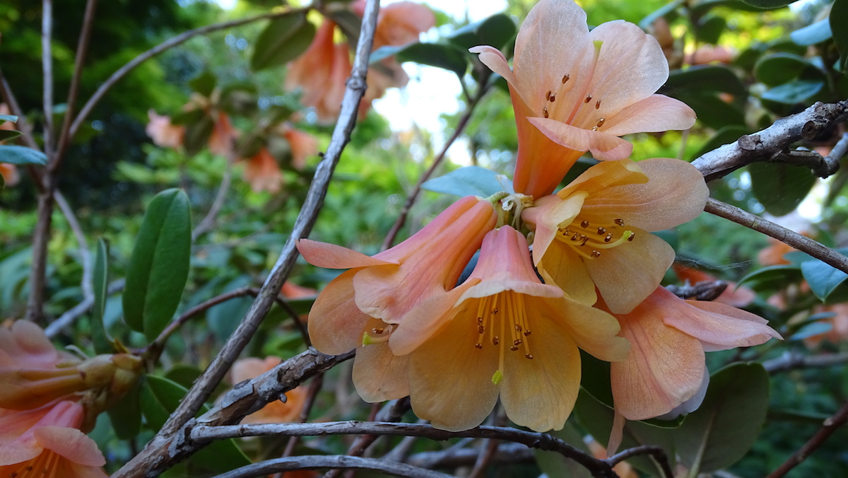 R. cinnabarinum ssp. xanthocodon 'Orange Bill' KW5874 FCC